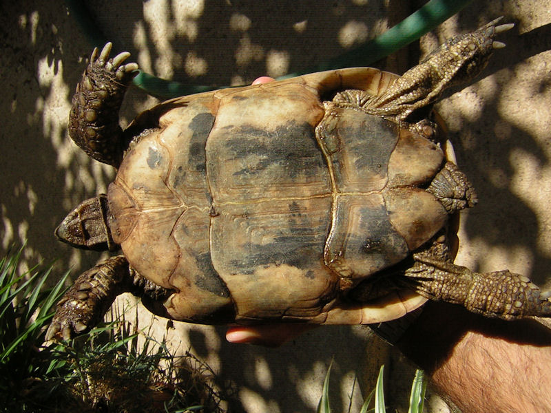 Testudo graeca nabeulensis